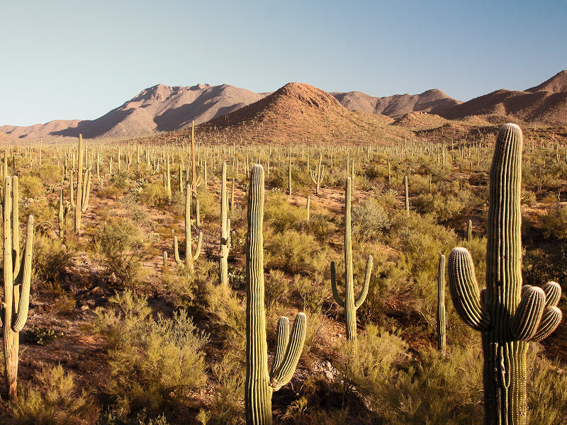 Sonoran Desert
